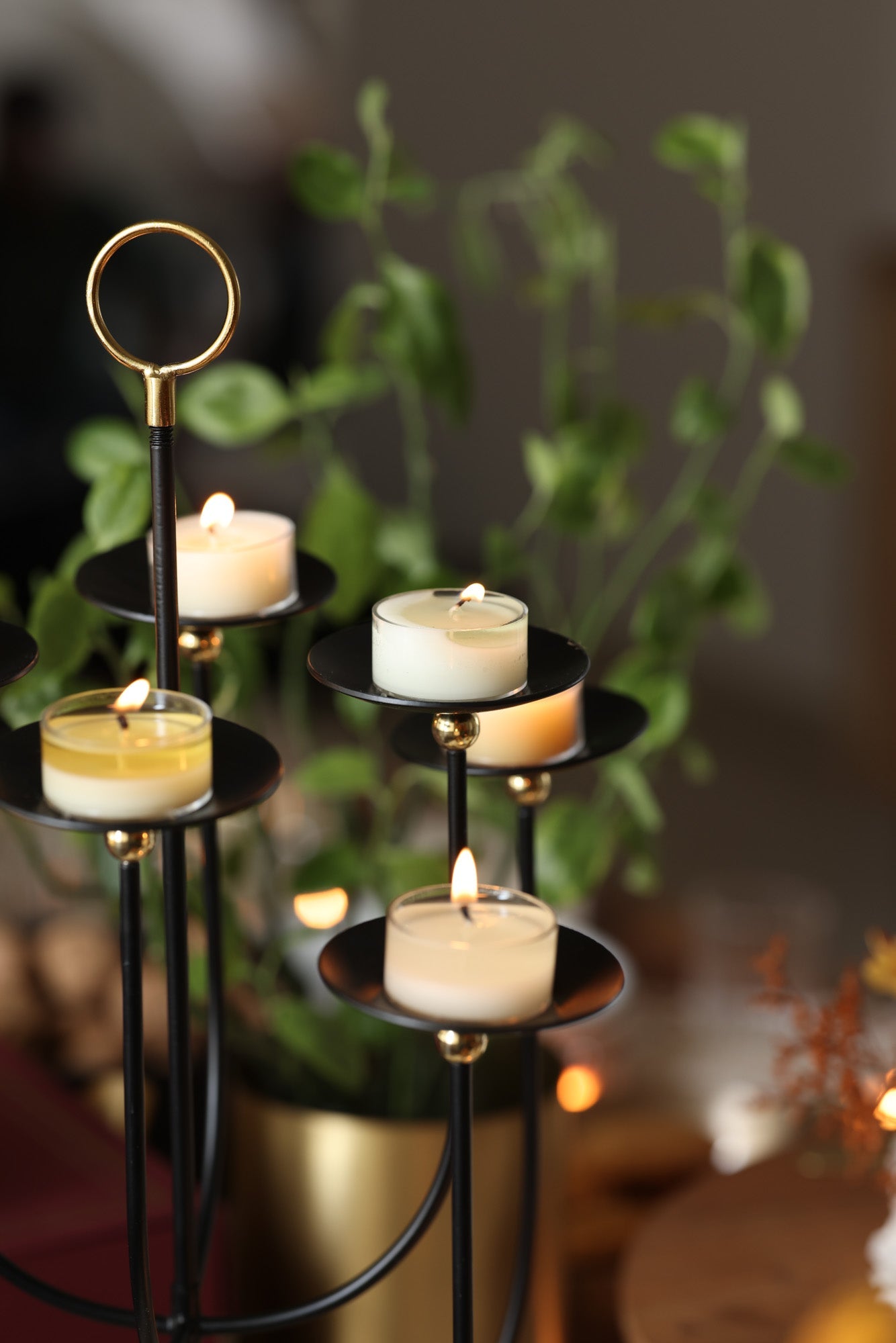Daisy Black Candleabra 8 flowers loop close up